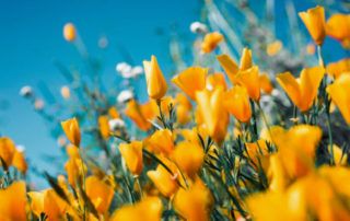 sophrologie contre pollen